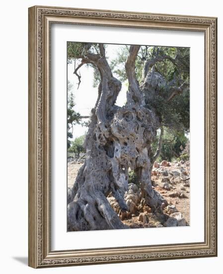 Olive Tree, Crete, Greek Islands, Greece, Europe-Angelo Cavalli-Framed Photographic Print