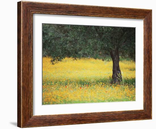 Olive Tree in Field of Wild Flowers, Near Fez, Morocco, North Africa, Africa-Lee Frost-Framed Photographic Print