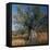 Olive Tree in Sicily-CM Dixon-Framed Premier Image Canvas