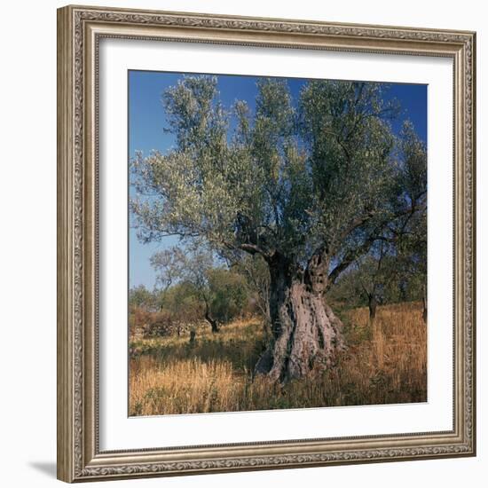 Olive Tree in Sicily-CM Dixon-Framed Photographic Print