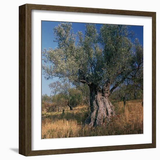 Olive Tree in Sicily-CM Dixon-Framed Photographic Print