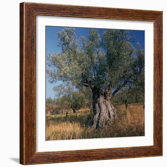 Olive Tree in Sicily-CM Dixon-Framed Photographic Print