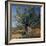 Olive Tree in Sicily-CM Dixon-Framed Photographic Print