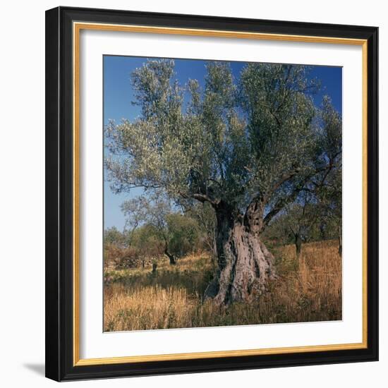 Olive Tree in Sicily-CM Dixon-Framed Photographic Print