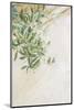 Olive Tree Leaves-Henrike Schenk-Mounted Photographic Print