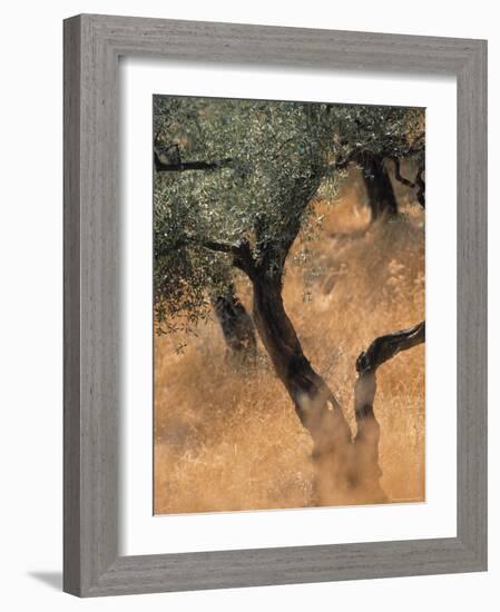 Olive Tree, Turkey-Jon Arnold-Framed Photographic Print