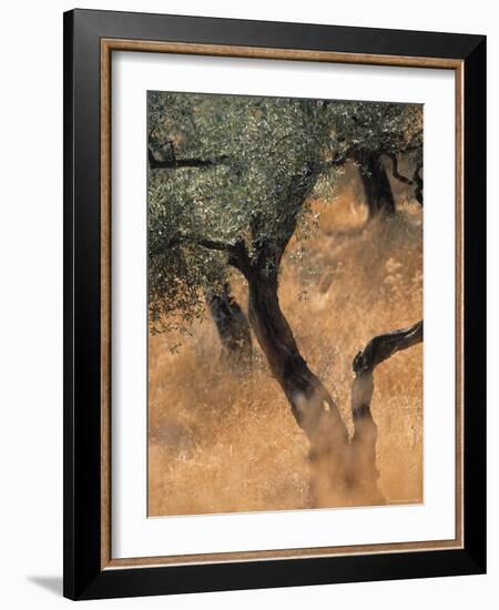 Olive Tree, Turkey-Jon Arnold-Framed Photographic Print