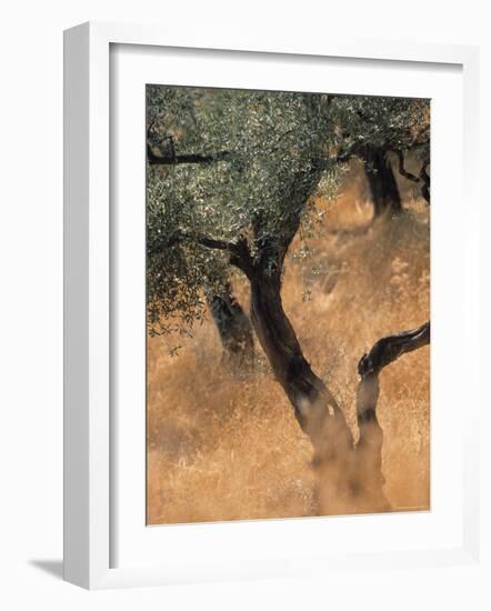 Olive Tree, Turkey-Jon Arnold-Framed Photographic Print