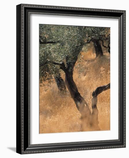 Olive Tree, Turkey-Jon Arnold-Framed Photographic Print