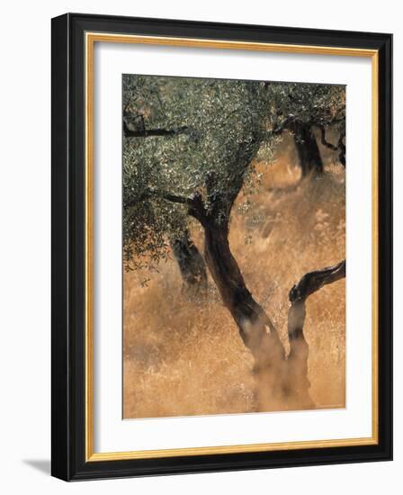 Olive Tree, Turkey-Jon Arnold-Framed Photographic Print