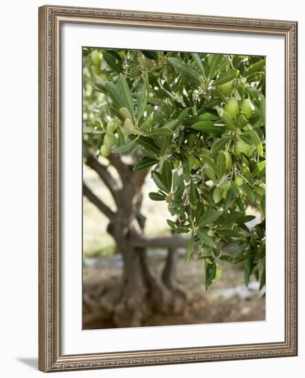 Olive Tree-Rogge & Jankovic-Framed Photographic Print