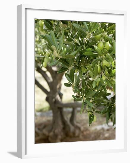 Olive Tree-Rogge & Jankovic-Framed Photographic Print