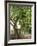 Olive Tree-Rogge & Jankovic-Framed Photographic Print