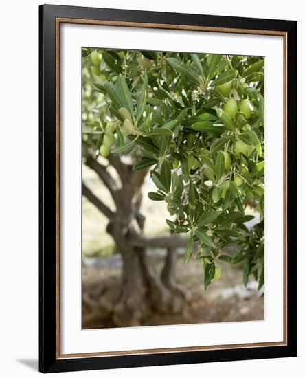 Olive Tree-Rogge & Jankovic-Framed Photographic Print