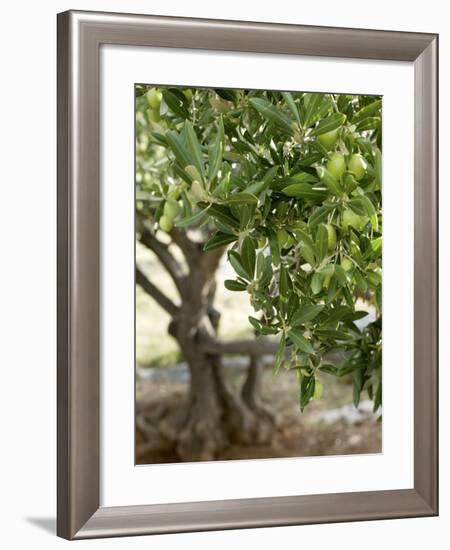 Olive Tree-Rogge & Jankovic-Framed Photographic Print