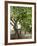 Olive Tree-Rogge & Jankovic-Framed Photographic Print