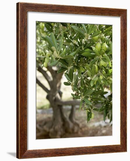 Olive Tree-Rogge & Jankovic-Framed Photographic Print