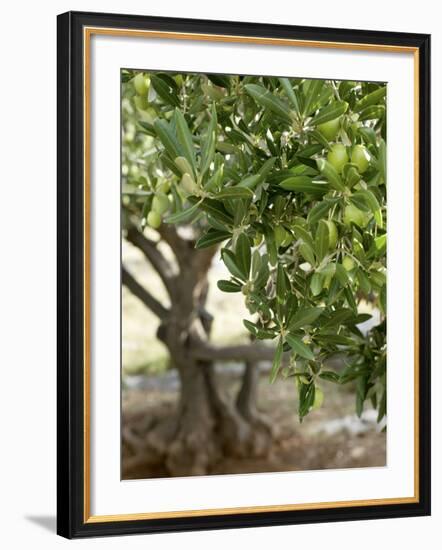 Olive Tree-Rogge & Jankovic-Framed Photographic Print