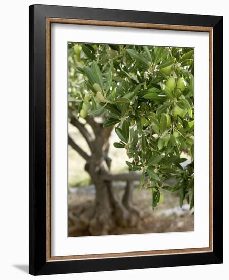 Olive Tree-Rogge & Jankovic-Framed Photographic Print