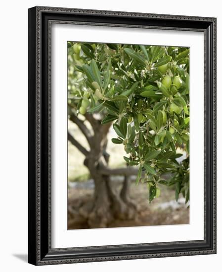 Olive Tree-Rogge & Jankovic-Framed Photographic Print