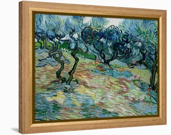 Olive Trees, 1889-Vincent van Gogh-Framed Premier Image Canvas