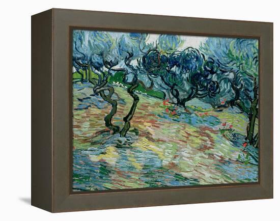 Olive Trees, 1889-Vincent van Gogh-Framed Premier Image Canvas