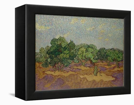 Olive Trees, 1889-Vincent van Gogh-Framed Premier Image Canvas