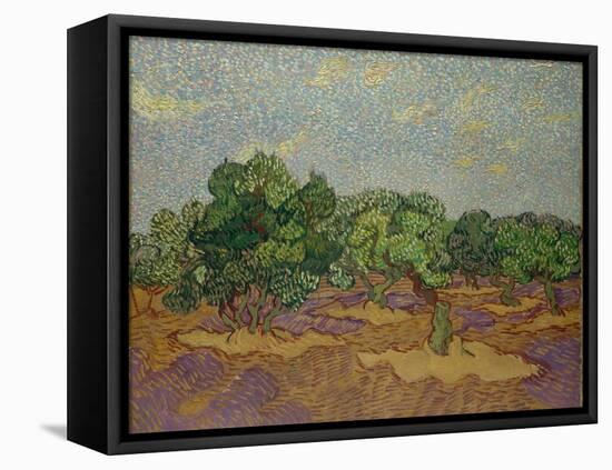 Olive Trees, 1889-Vincent van Gogh-Framed Premier Image Canvas