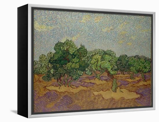 Olive Trees, 1889-Vincent van Gogh-Framed Premier Image Canvas