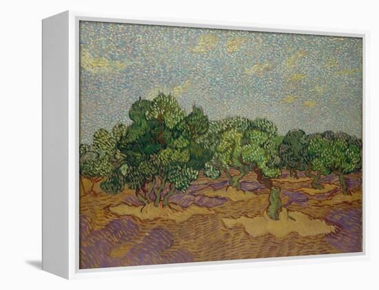 Olive Trees, 1889-Vincent van Gogh-Framed Premier Image Canvas