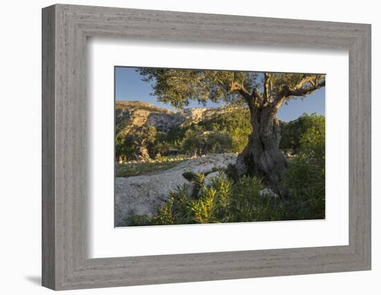 Olive Trees at Deia, Majorca, the Balearic Islands, Spain-Rainer Mirau-Framed Photographic Print