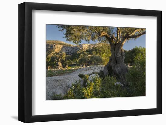 Olive Trees at Deia, Majorca, the Balearic Islands, Spain-Rainer Mirau-Framed Photographic Print