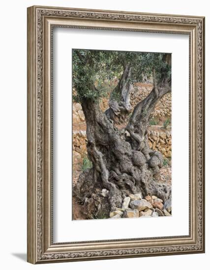 Olive Trees at Deia, Old, Gnarledly, Majorca, the Balearic Islands, Spain-Rainer Mirau-Framed Photographic Print