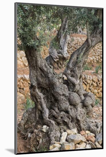 Olive Trees at Deia, Old, Gnarledly, Majorca, the Balearic Islands, Spain-Rainer Mirau-Mounted Photographic Print