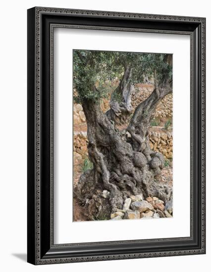 Olive Trees at Deia, Old, Gnarledly, Majorca, the Balearic Islands, Spain-Rainer Mirau-Framed Photographic Print