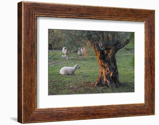 Olive Trees at Deia, Sheep, Majorca, the Balearic Islands, Spain-Rainer Mirau-Framed Photographic Print