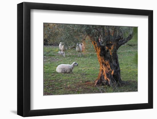 Olive Trees at Deia, Sheep, Majorca, the Balearic Islands, Spain-Rainer Mirau-Framed Photographic Print