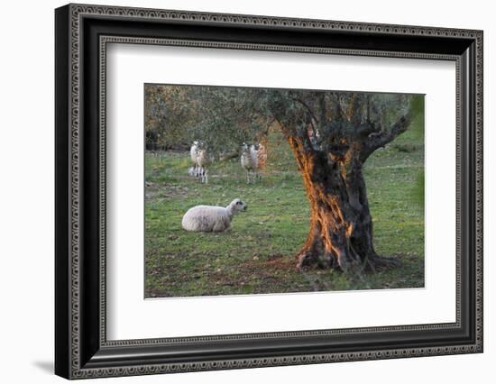 Olive Trees at Deia, Sheep, Majorca, the Balearic Islands, Spain-Rainer Mirau-Framed Photographic Print