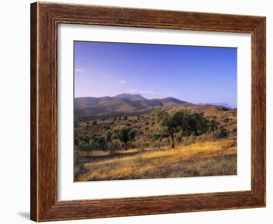Olive Trees at Sunset, Ardales, Province Malaga, Andalusia, Spain, Europe-Markus Lange-Framed Photographic Print