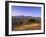 Olive Trees at Sunset, Ardales, Province Malaga, Andalusia, Spain, Europe-Markus Lange-Framed Photographic Print