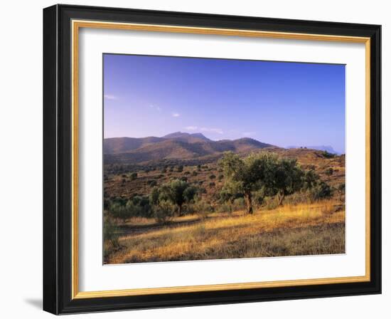 Olive Trees at Sunset, Ardales, Province Malaga, Andalusia, Spain, Europe-Markus Lange-Framed Photographic Print