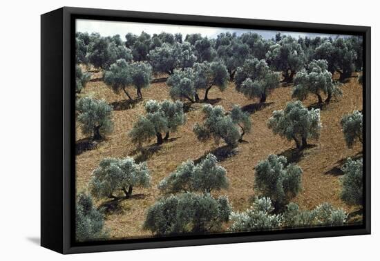 Olive Trees Casting Sharply Etched Shadows on Red Brown Earth Along Malaga Granada Road-Loomis Dean-Framed Premier Image Canvas