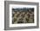 Olive Trees Casting Sharply Etched Shadows on Red Brown Earth Along Malaga Granada Road-Loomis Dean-Framed Photographic Print