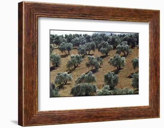 Olive Trees Casting Sharply Etched Shadows on Red Brown Earth Along Malaga Granada Road-Loomis Dean-Framed Photographic Print