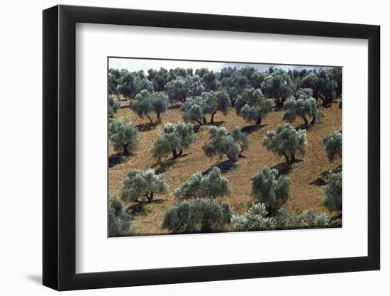 Olive Trees Casting Sharply Etched Shadows on Red Brown Earth Along Malaga Granada Road-Loomis Dean-Framed Photographic Print