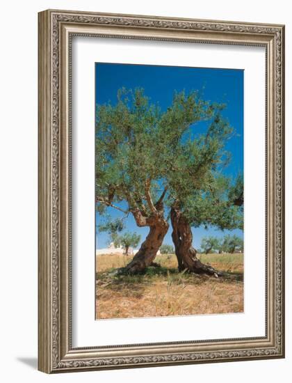 Olive Trees Djerba Tunisia-null-Framed Art Print