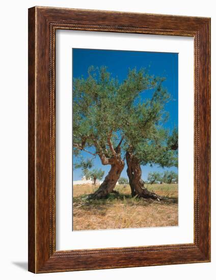 Olive Trees Djerba Tunisia-null-Framed Art Print