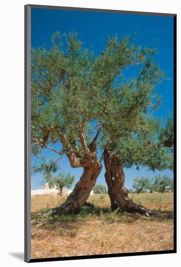Olive Trees Djerba Tunisia-null-Mounted Art Print