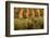 Olive trees in a field, Jaen, Jaen Province, Andalusia, Spain-null-Framed Photographic Print