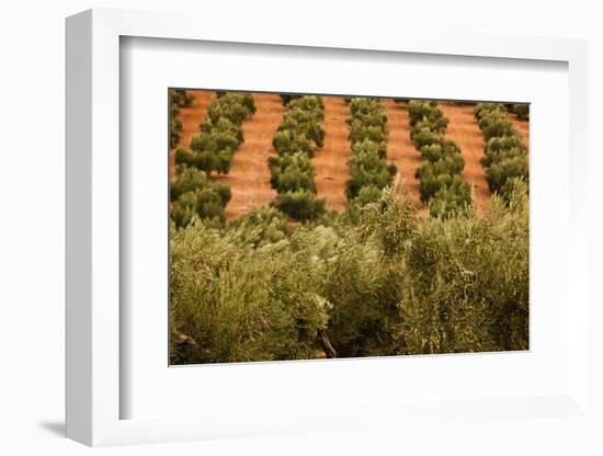 Olive trees in a field, Jaen, Jaen Province, Andalusia, Spain-null-Framed Photographic Print